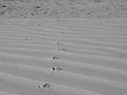 St. Augustine - Jan 2012 107